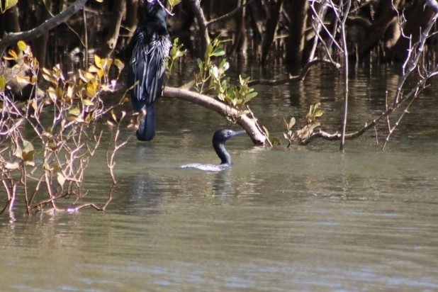 Little Black Cormorant - Oscar Dove