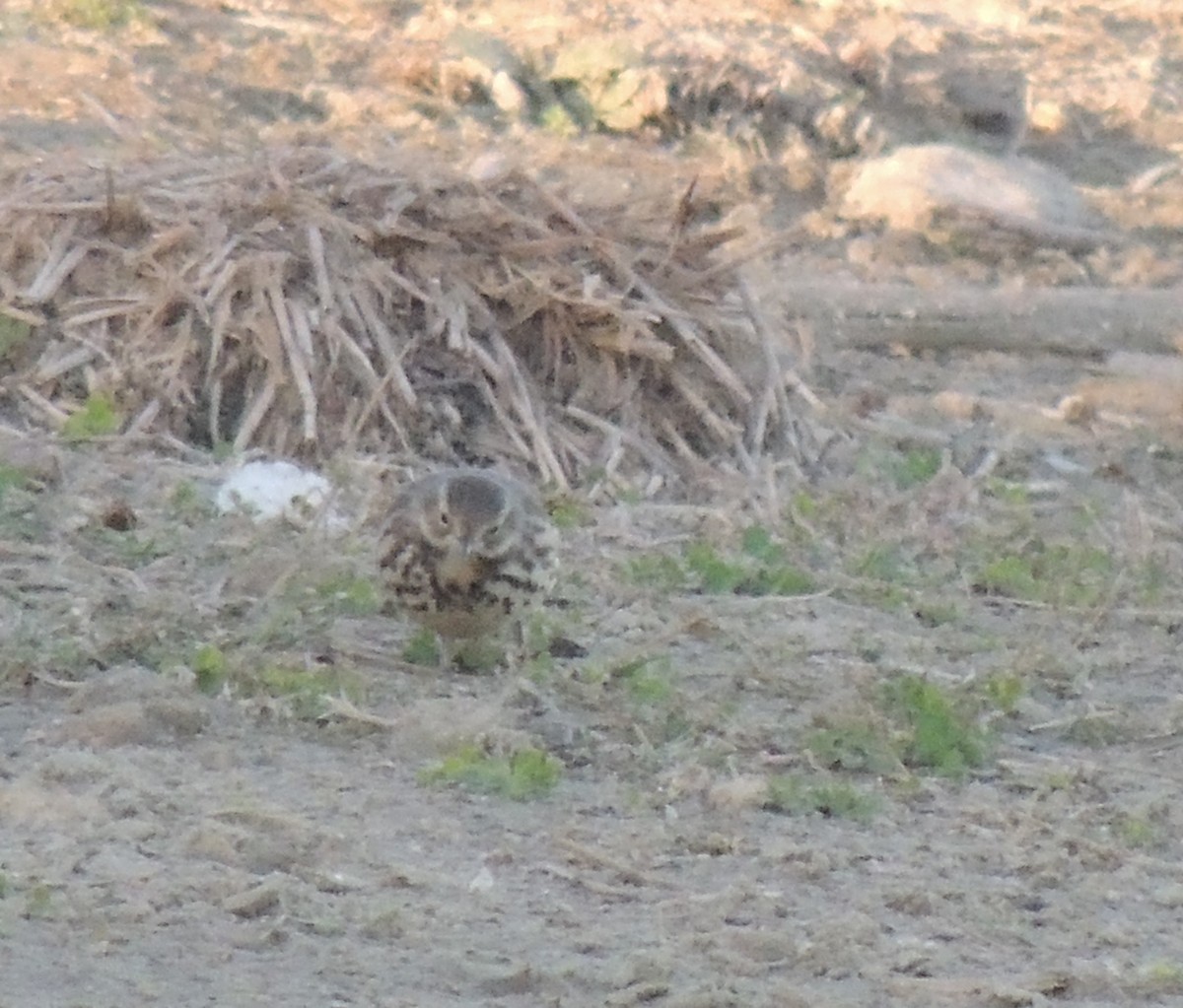 Pipit d'Amérique (japonicus) - ML622090281