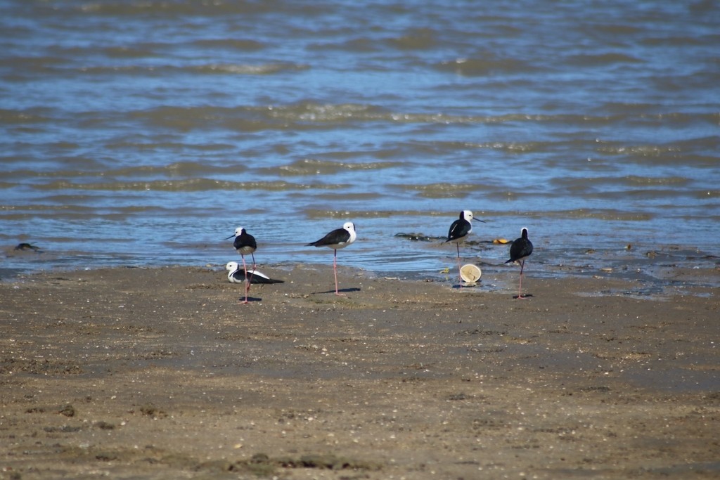 Pied Stilt - Oscar Dove