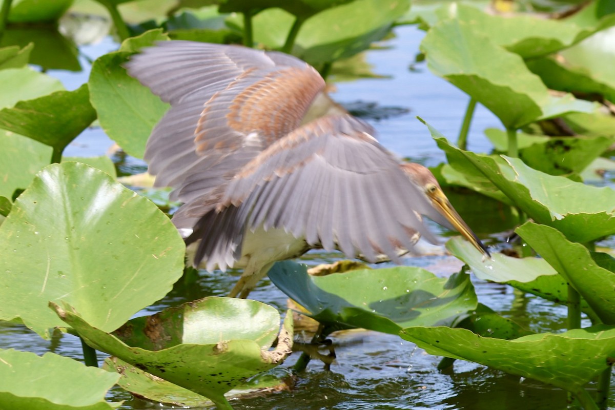 Tricolored Heron - ML622090294