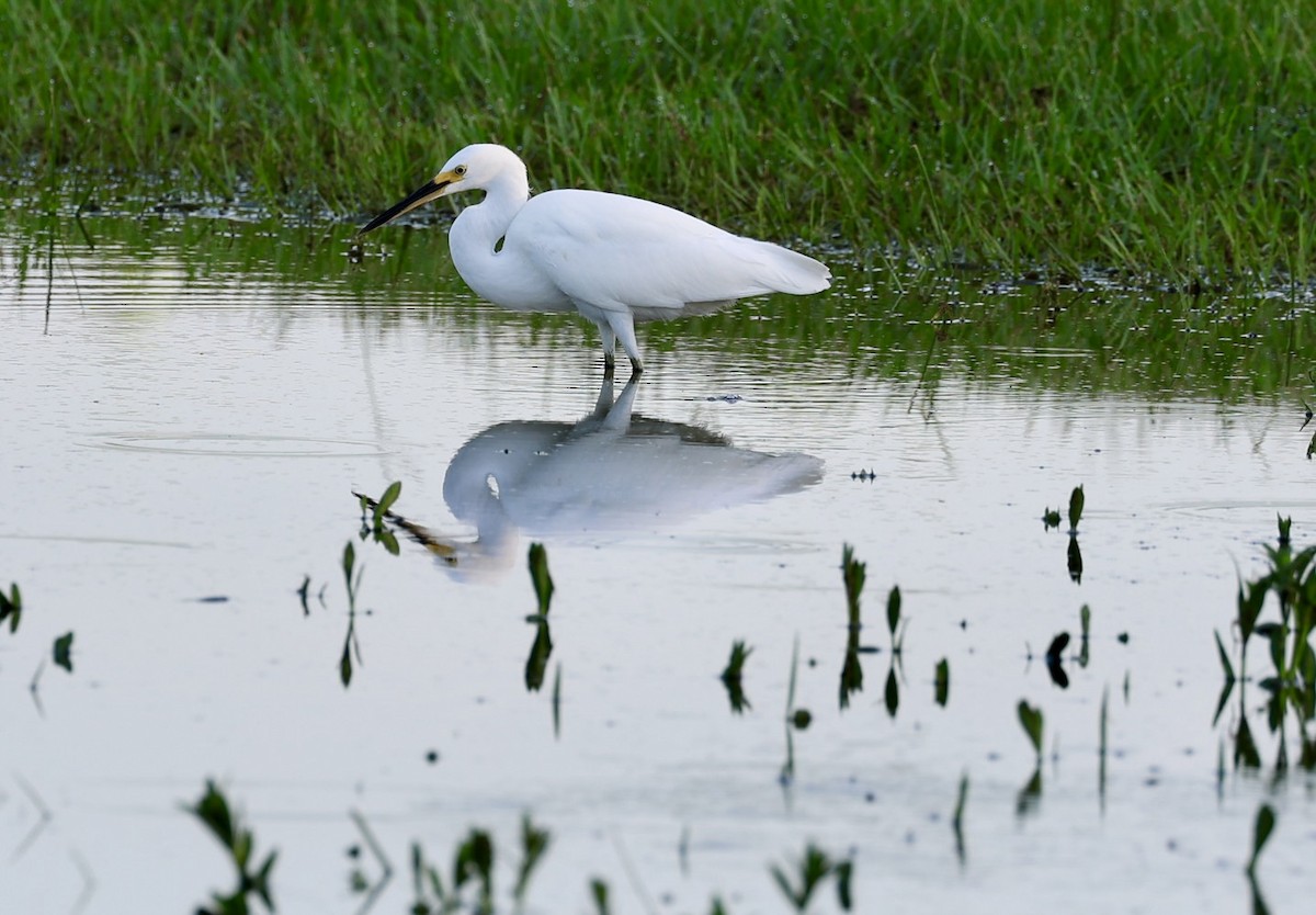 Snowy Egret - Audrey Appleberry