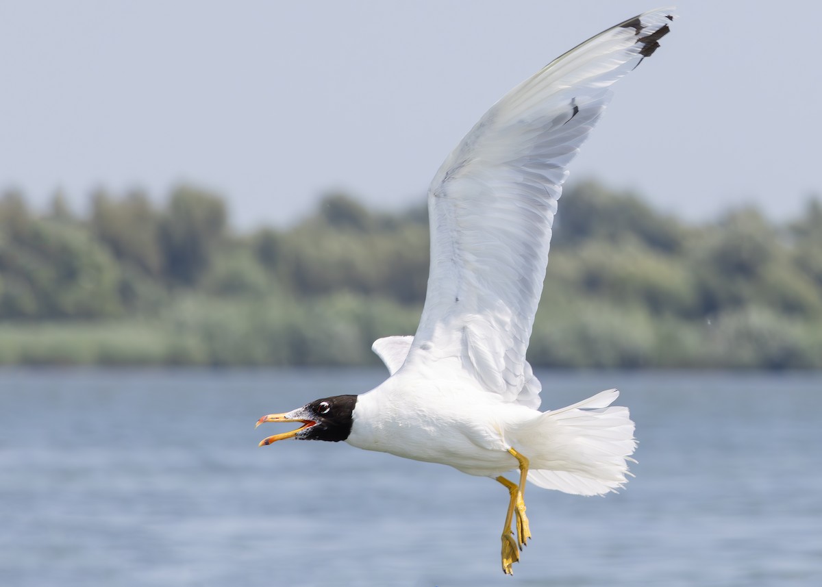 Pallas's Gull - Toby Carter