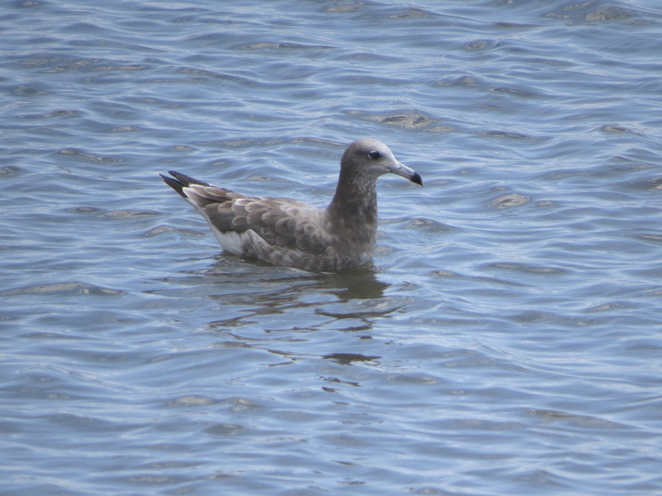 Gaviota Japonesa - ML622090353