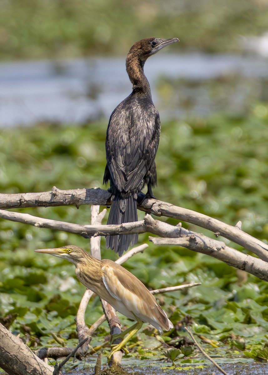 Pygmy Cormorant - ML622090355
