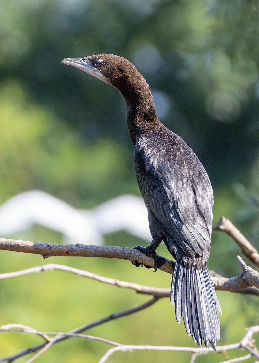 Pygmy Cormorant - ML622090357