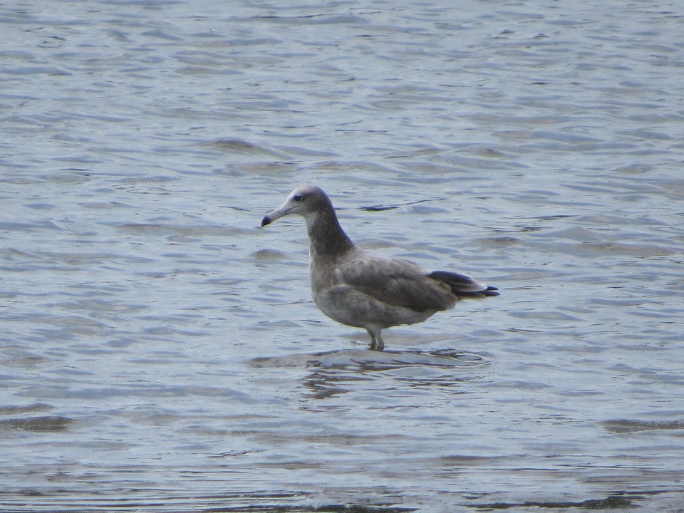 Gaviota Japonesa - ML622090361