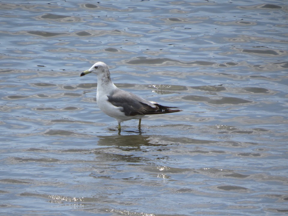 Gaviota Japonesa - ML622090363