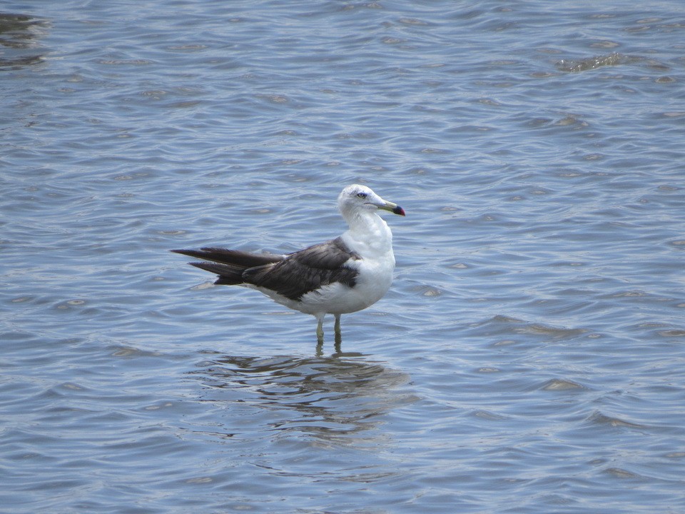 Gaviota Japonesa - ML622090367