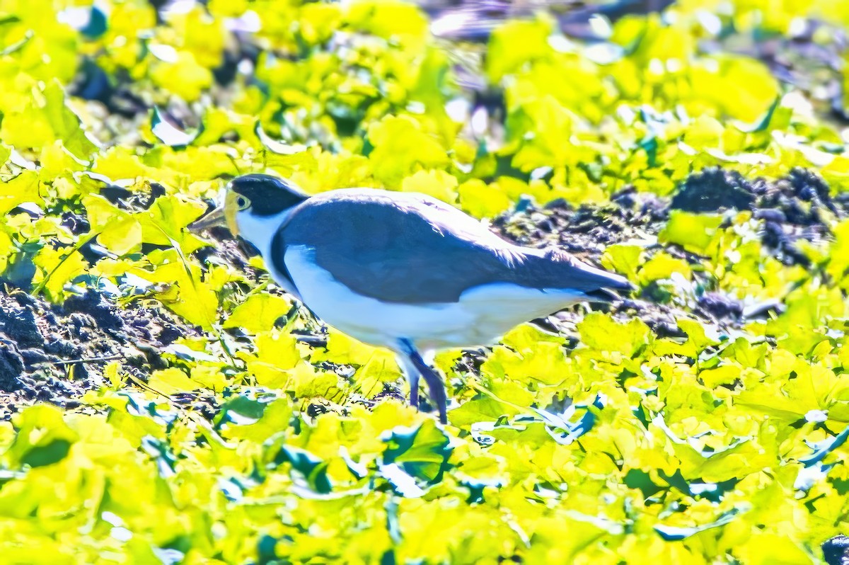 Masked Lapwing (Black-shouldered) - Alfons  Lawen