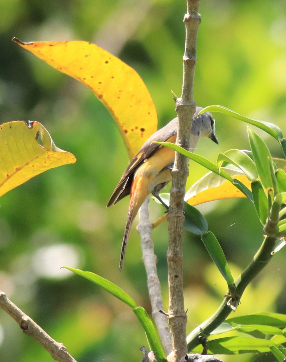 Small Minivet - Afsar Nayakkan