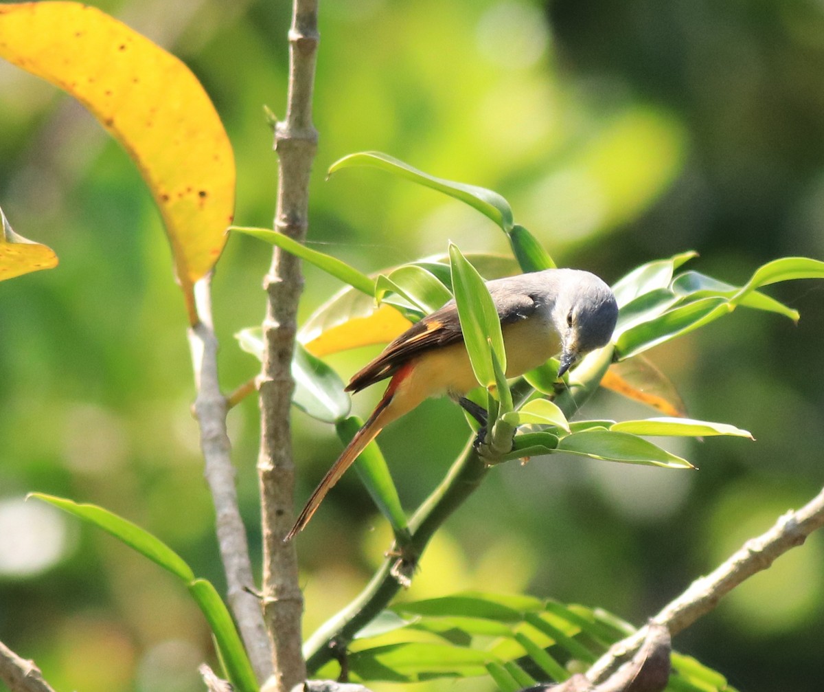 Minivet Chico - ML622090414