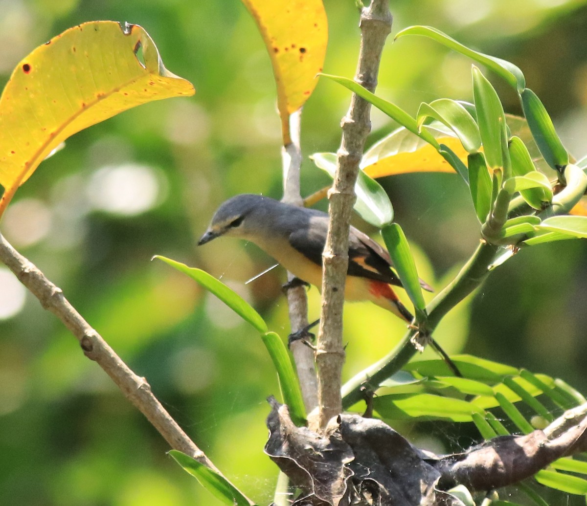 Minivet Chico - ML622090416