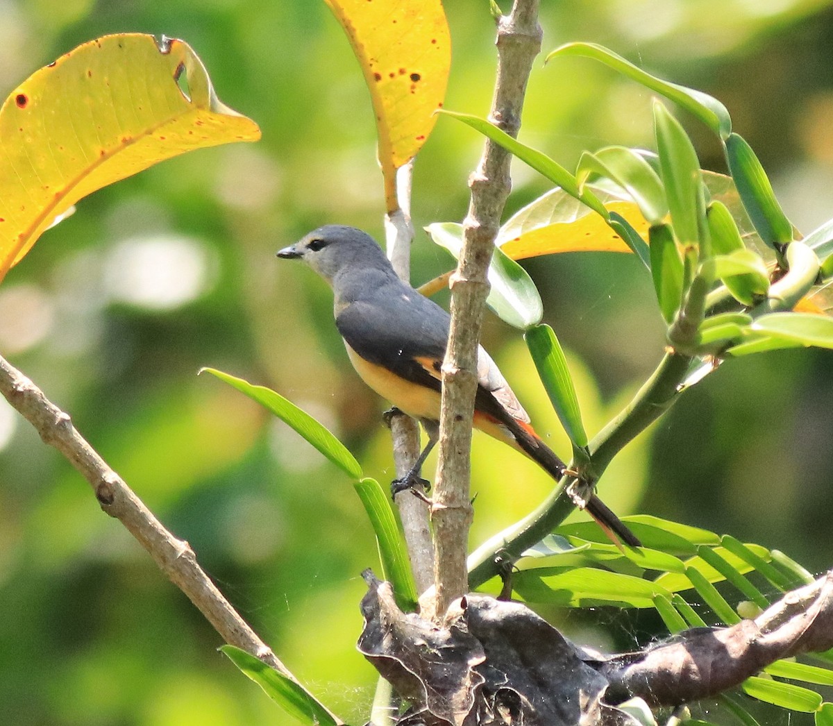 Minivet Chico - ML622090418