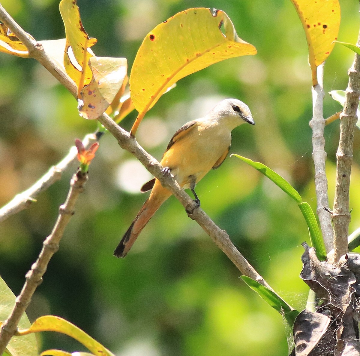 Minivet Chico - ML622090420