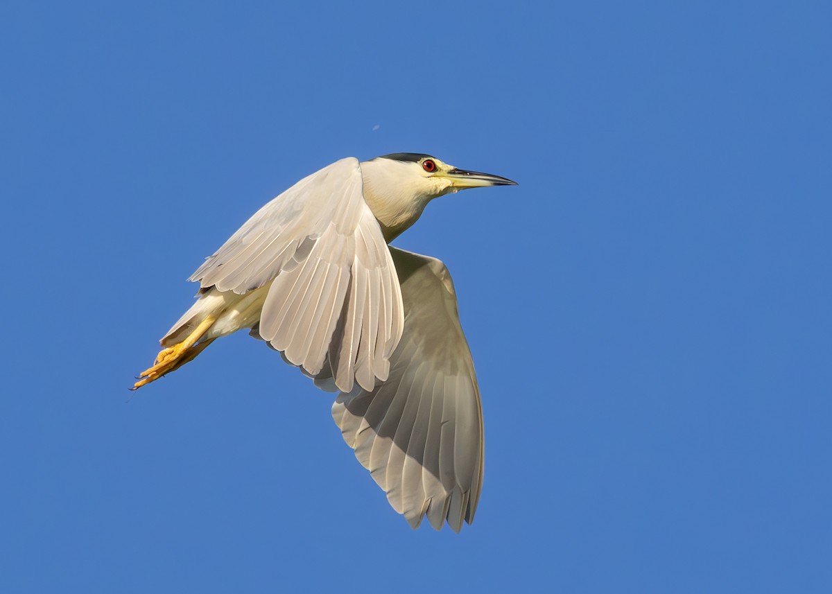 Bihoreau gris (nycticorax) - ML622090421