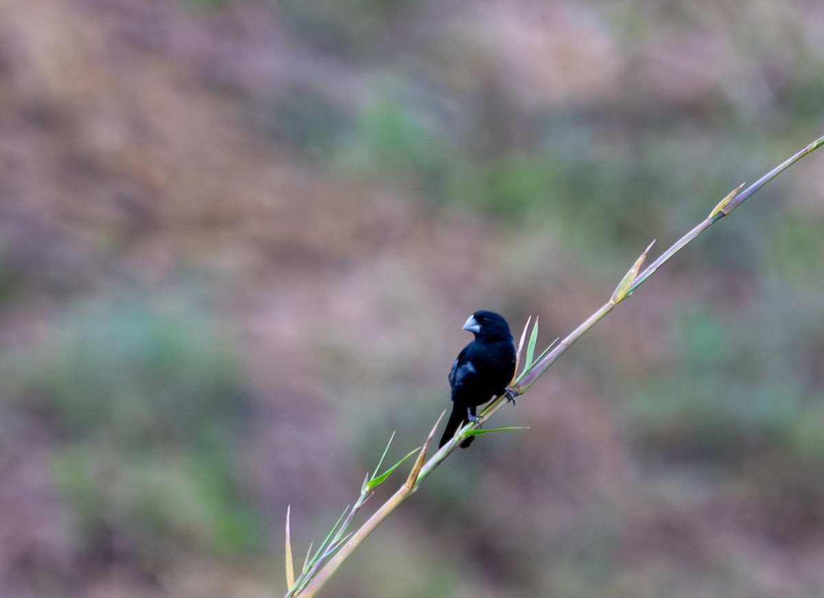 Large-billed Seed-Finch - ML622090422