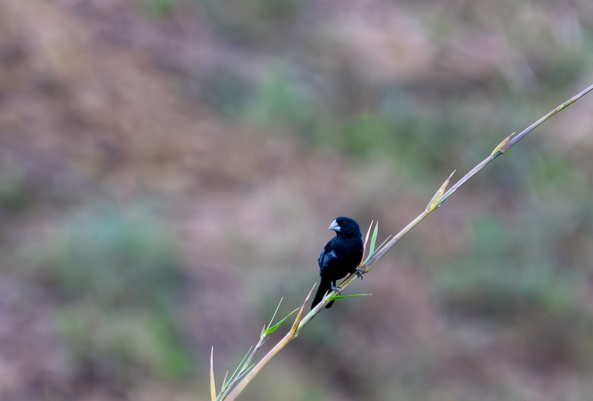 Large-billed Seed-Finch - ML622090423