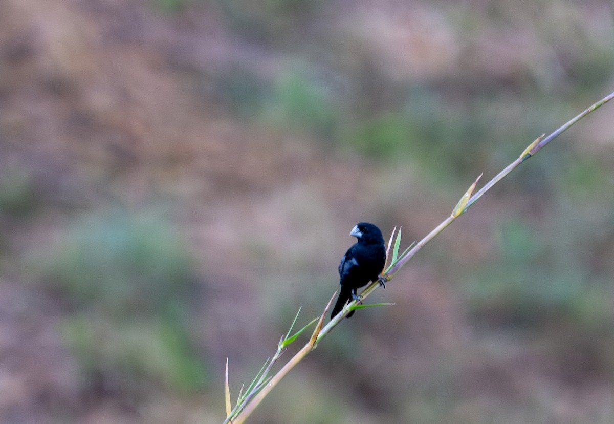 Large-billed Seed-Finch - ML622090424