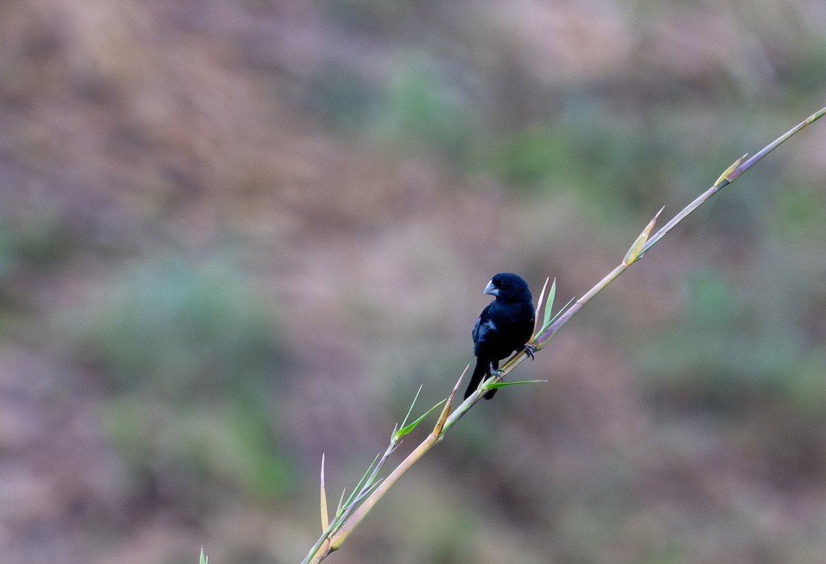 Large-billed Seed-Finch - ML622090425