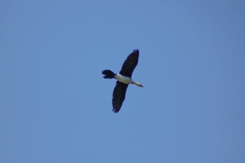 Little Pied Cormorant - ML622090428