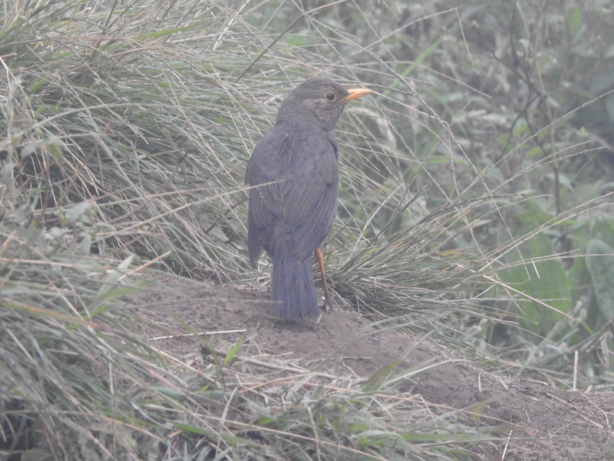 Island Thrush - ML622090429