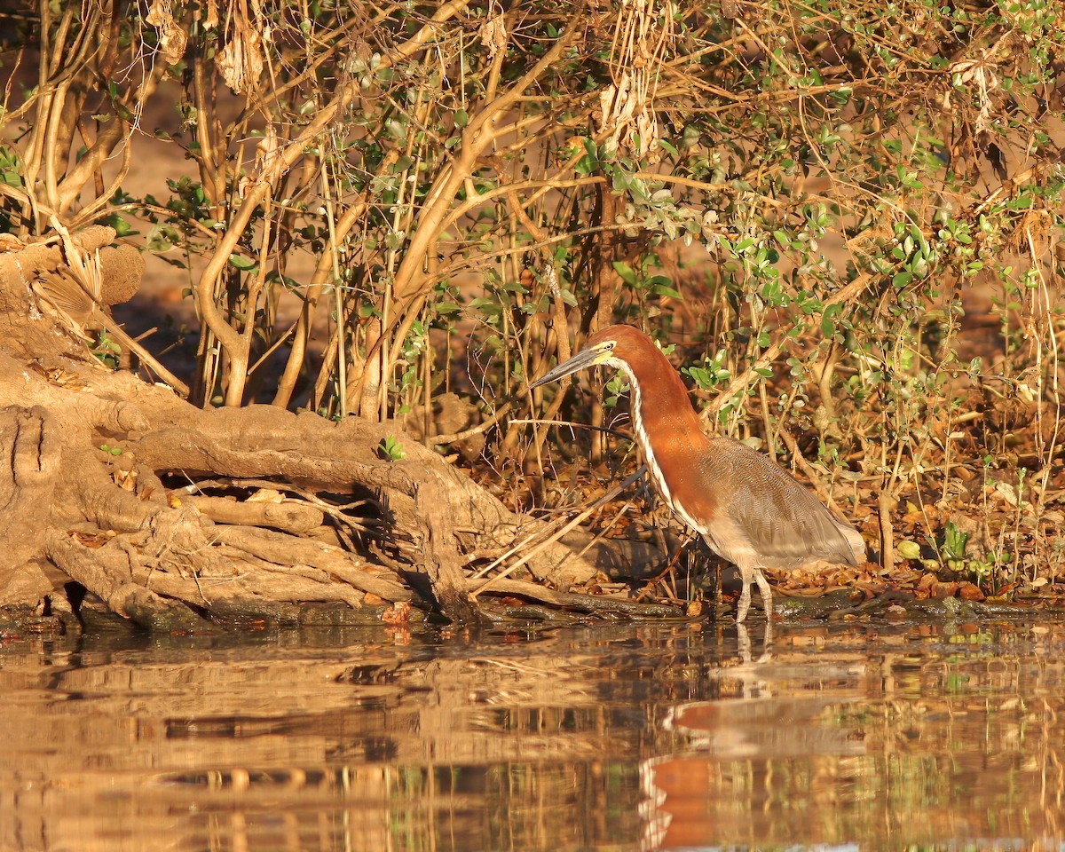 Rufescent Tiger-Heron - ML622090430