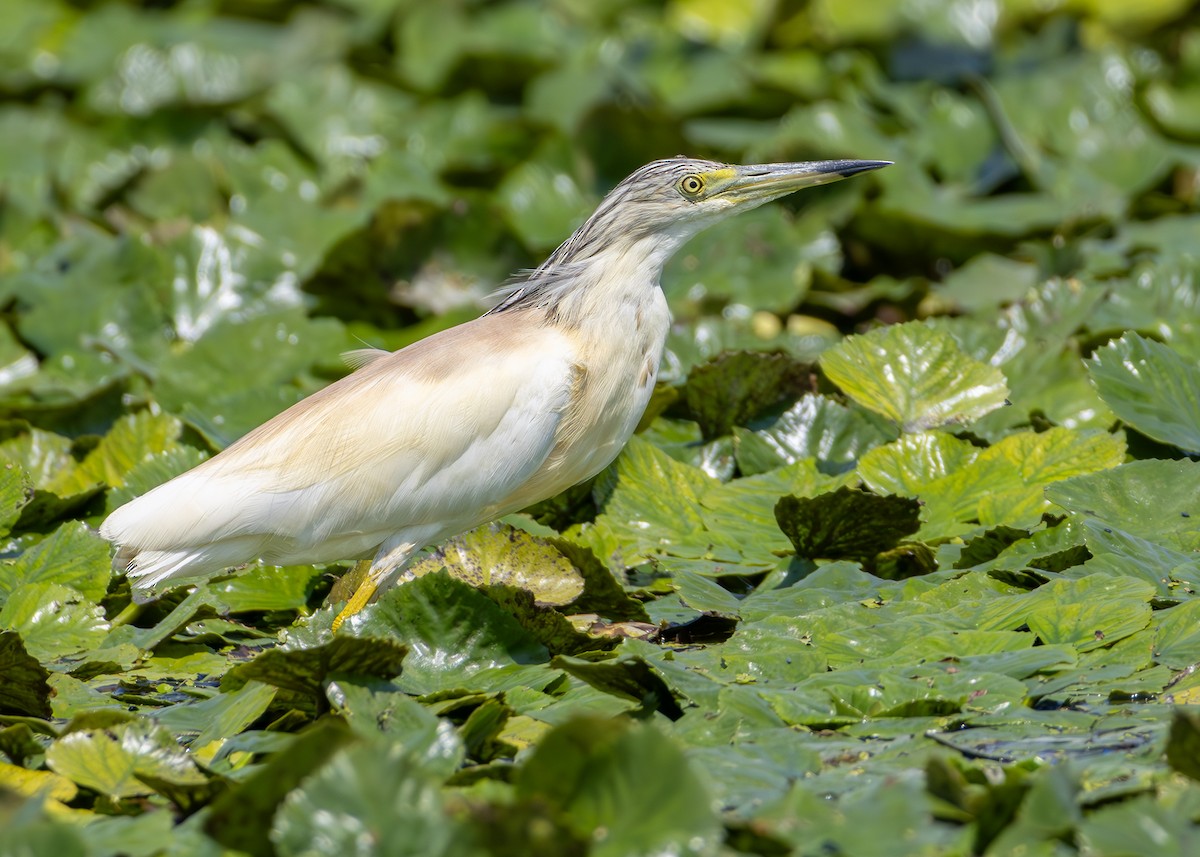 Squacco Heron - Toby Carter