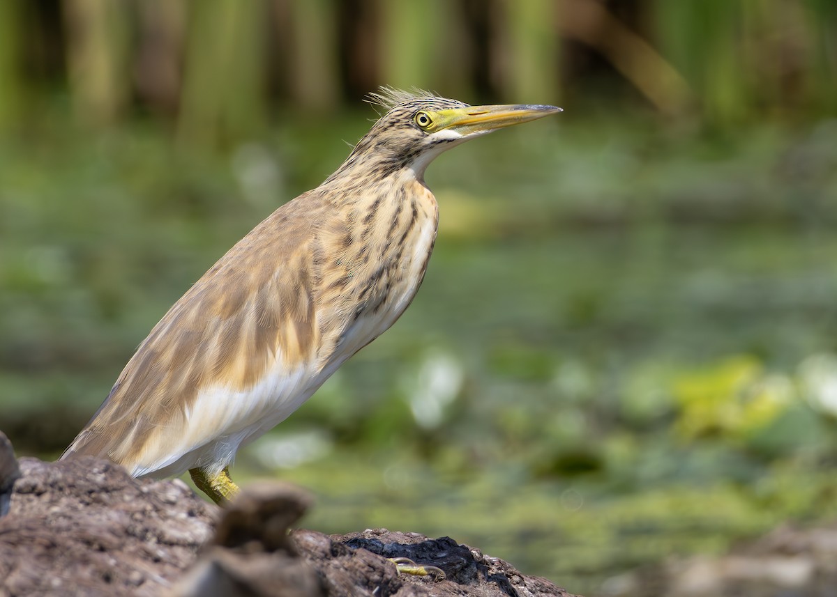 Squacco Heron - ML622090432