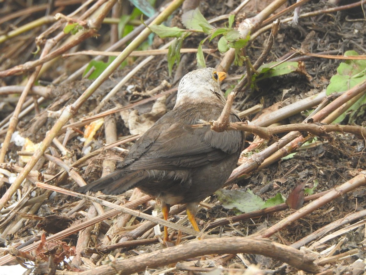 Island Thrush - ML622090433