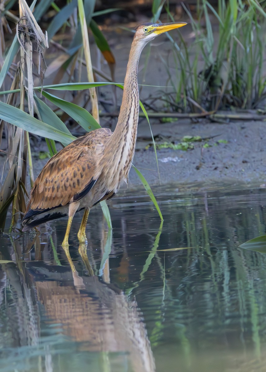 Purple Heron - Toby Carter