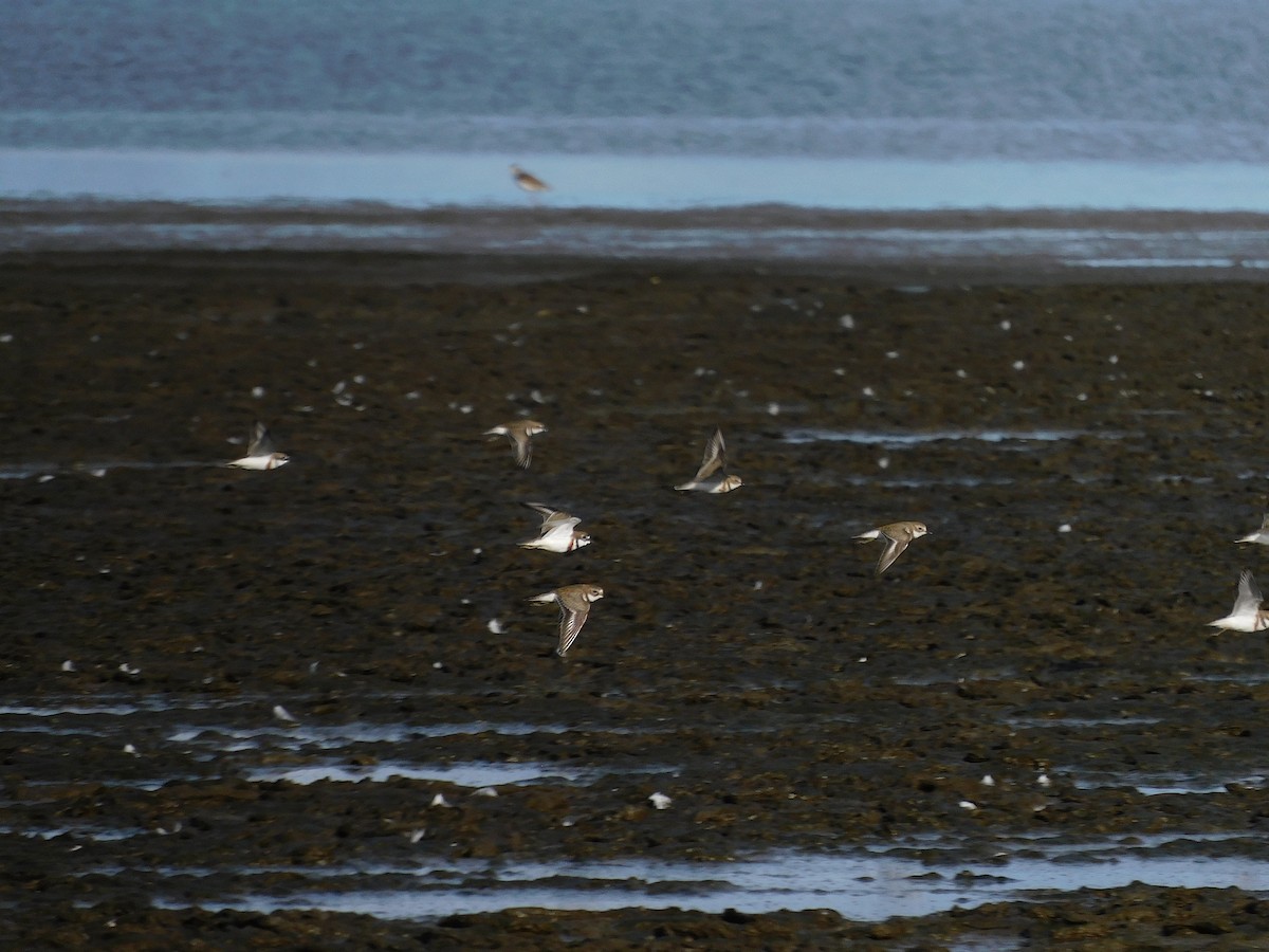 Double-banded Plover - ML622090435