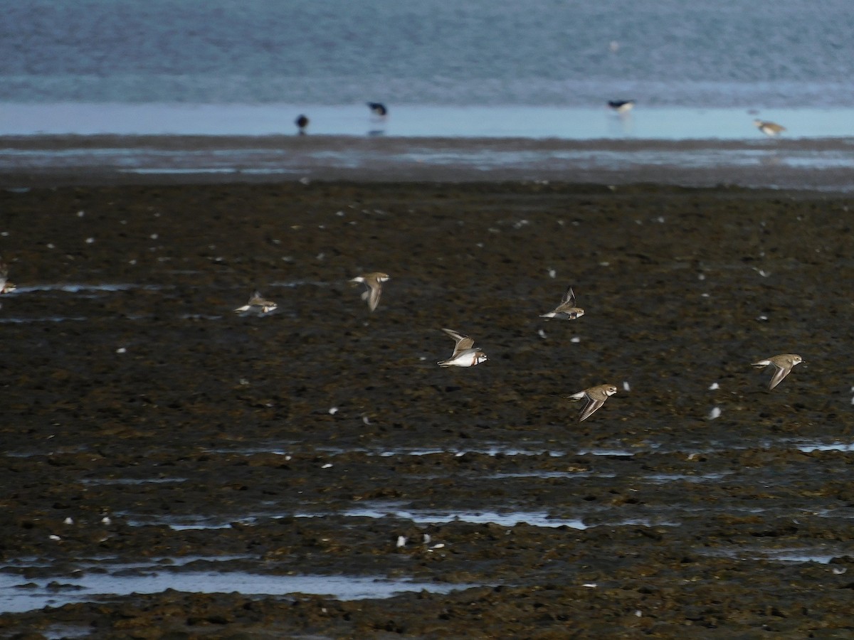 Double-banded Plover - ML622090436