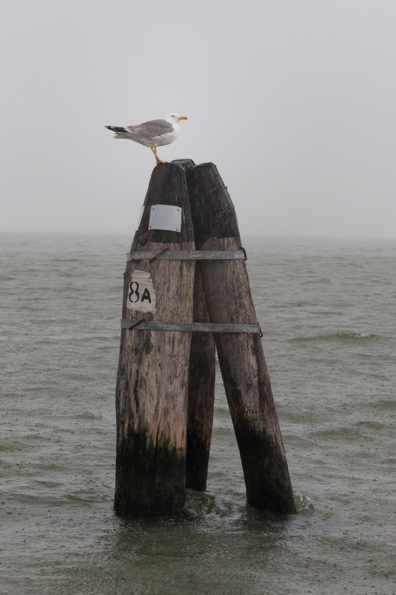 Yellow-legged Gull - ML622090438