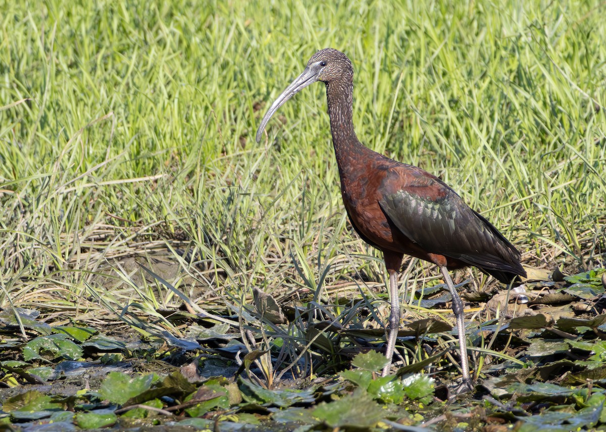 Glossy Ibis - ML622090439