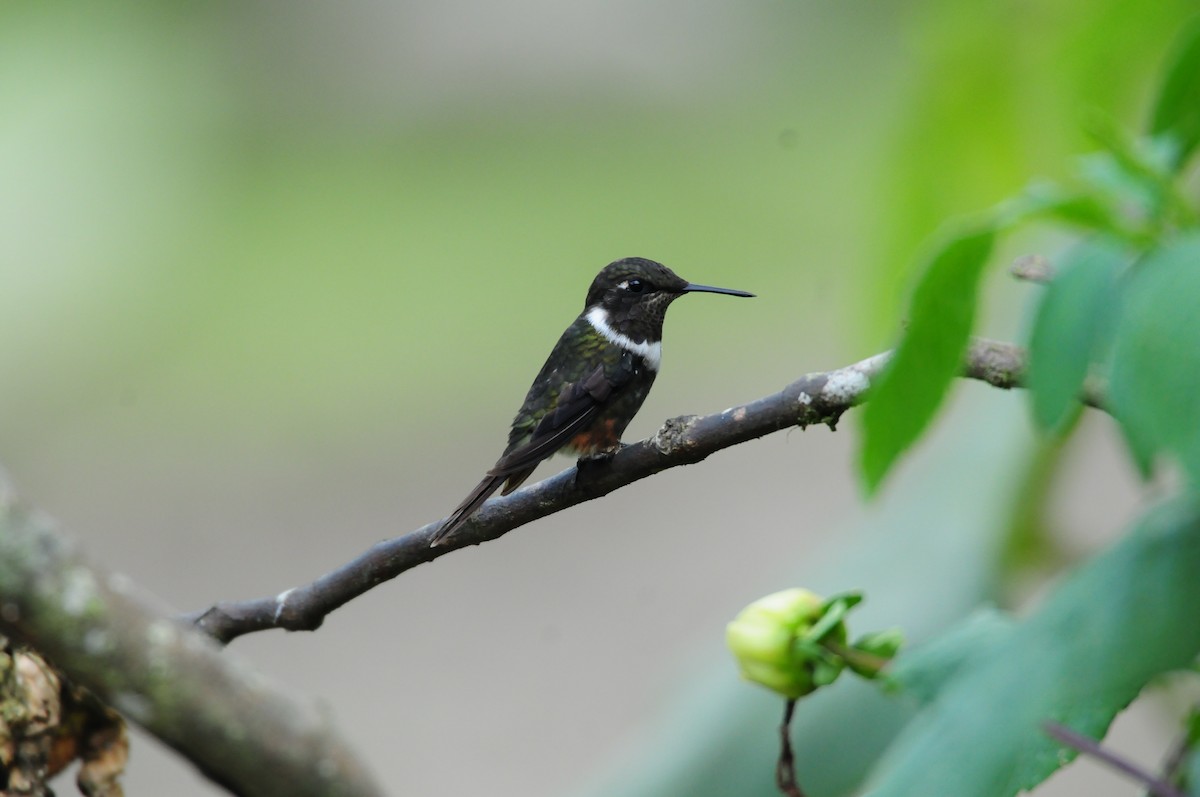 Purple-throated Woodstar - ML622090440