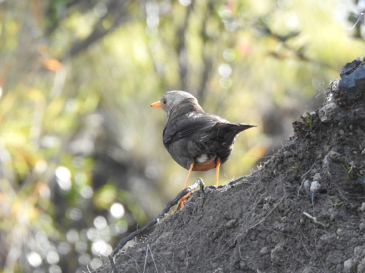 Island Thrush - ML622090442