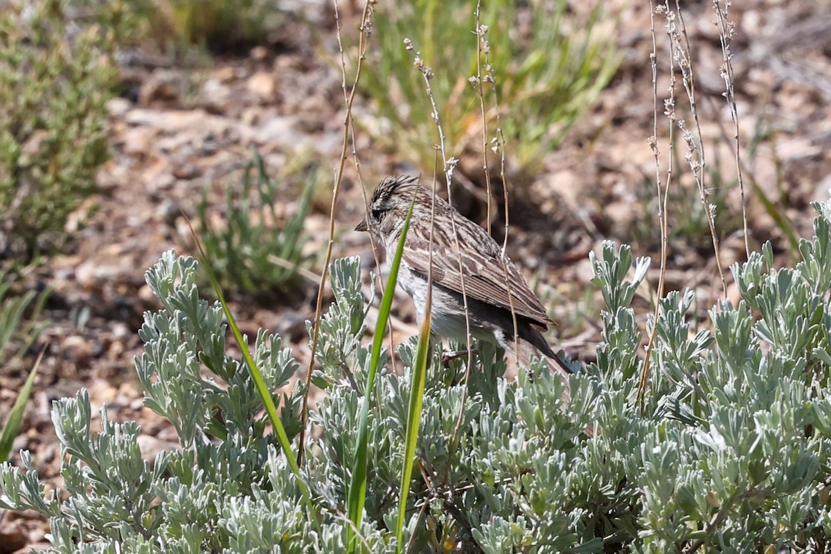 Brewer's Sparrow - ML622090443