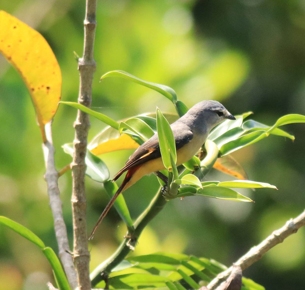 Minivet Chico - ML622090444