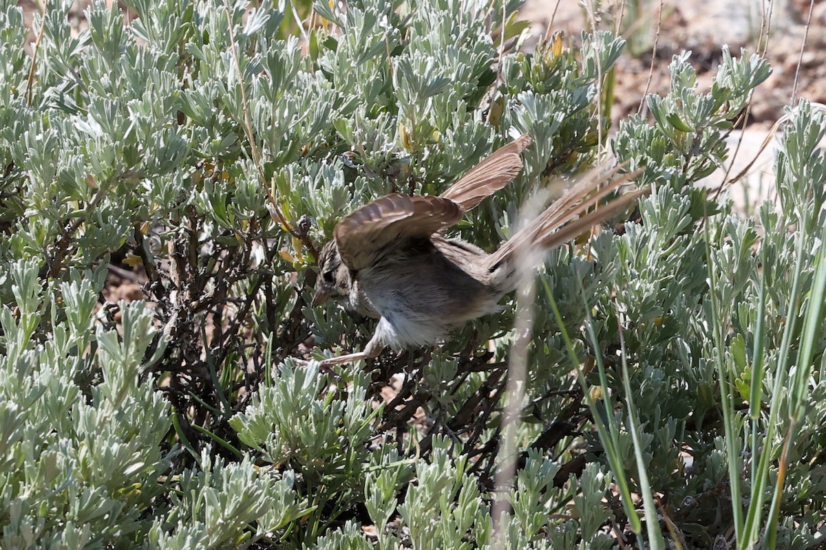 Brewer's Sparrow - ML622090445