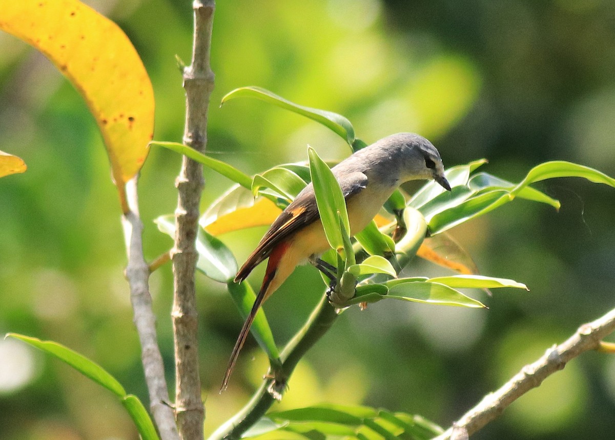 Minivet Chico - ML622090446