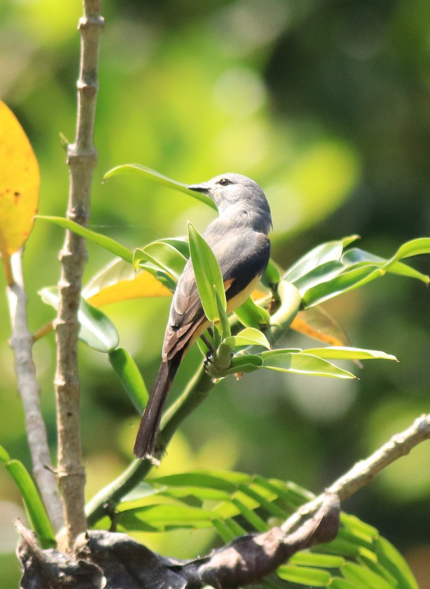 Small Minivet - Afsar Nayakkan