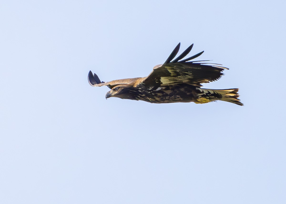 White-tailed Eagle - ML622090448