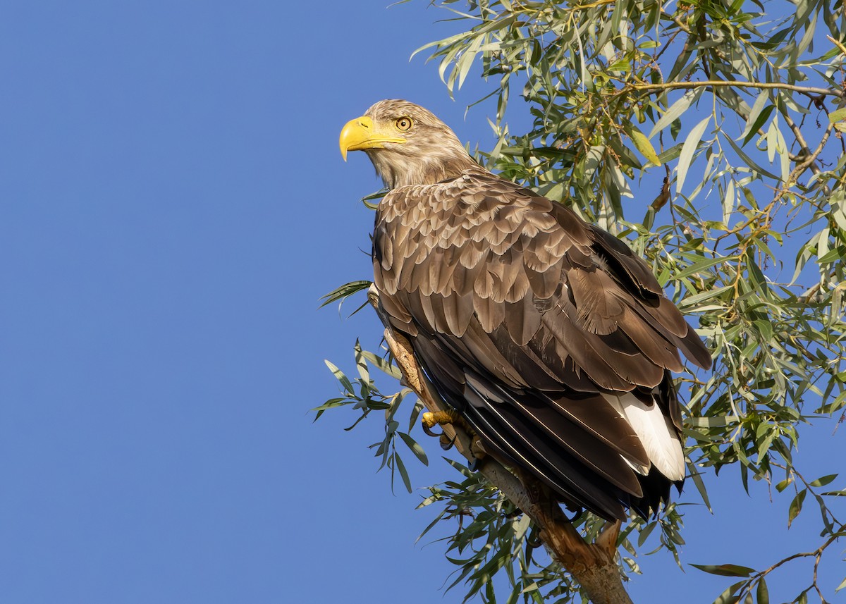 White-tailed Eagle - ML622090449