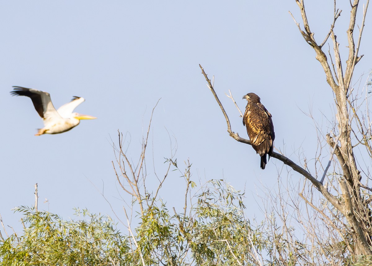 White-tailed Eagle - ML622090450