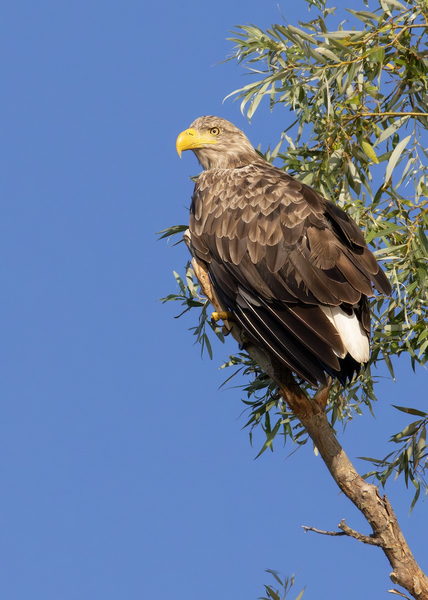 White-tailed Eagle - ML622090451