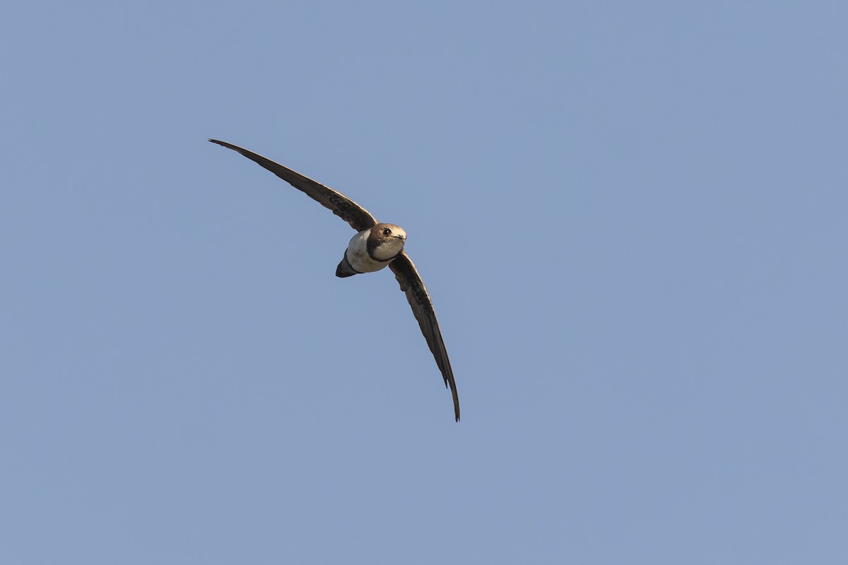 Alpine Swift - ML622090461