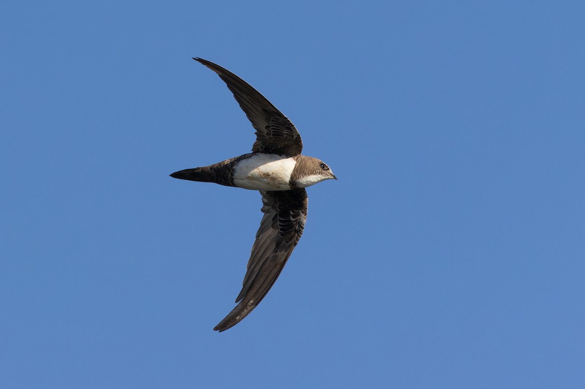 Alpine Swift - ML622090463