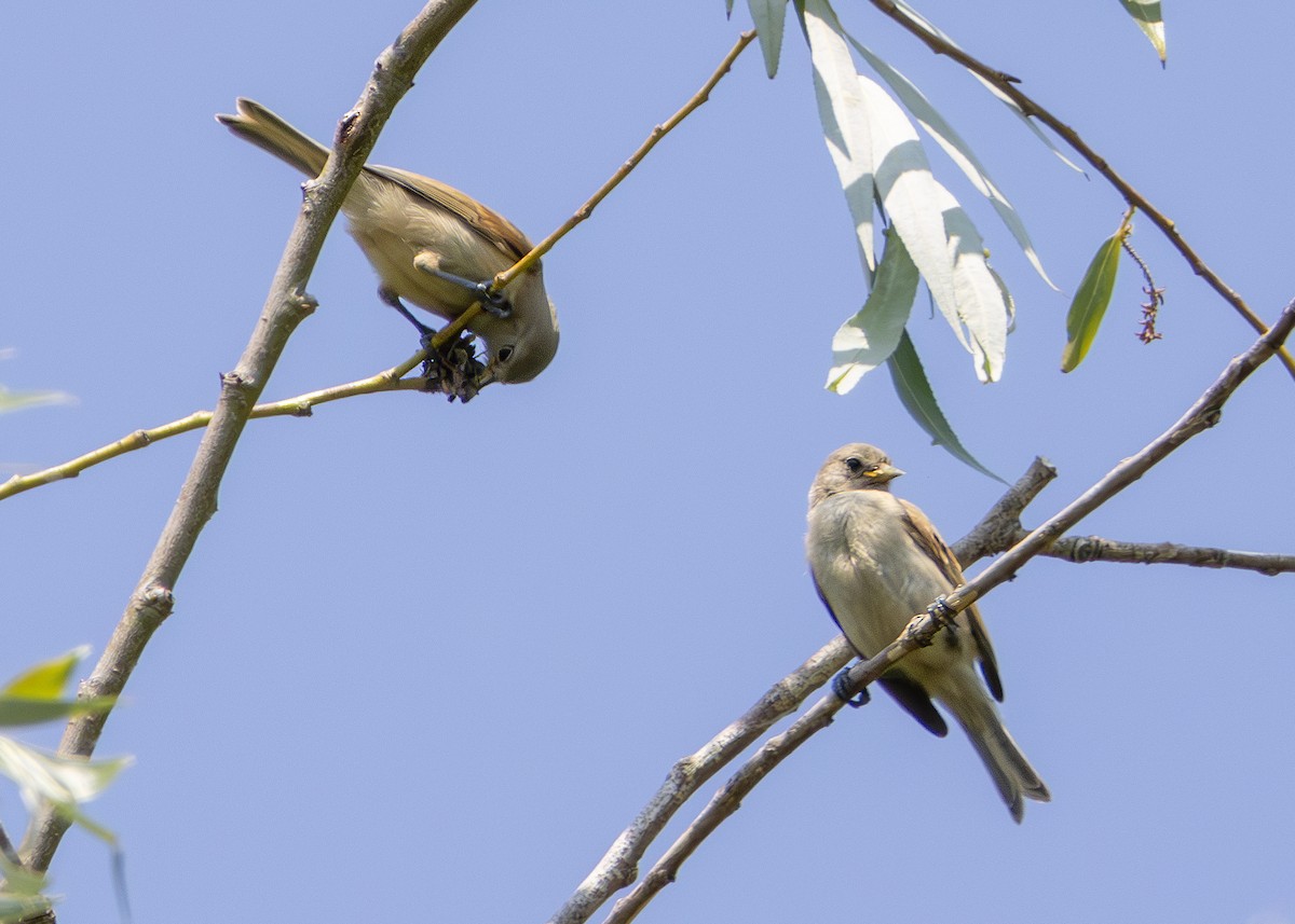 Eurasian Penduline-Tit - Toby Carter