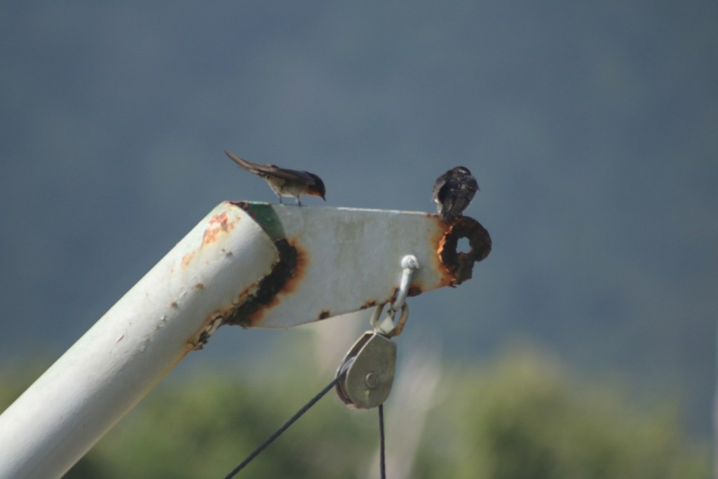 Golondrina Australiana - ML622090484