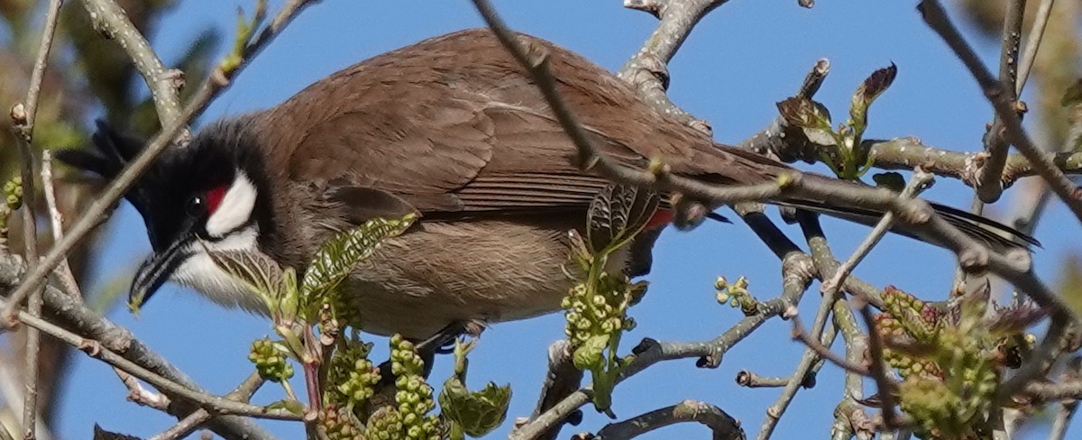 Bulbul Orfeo - ML622090485